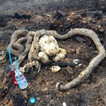 รักของแม่ ที่ไม่เคยทิ้งลูก แม้รู้ว่าต้องตาย